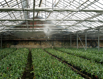 Осигуряване на необходимата влажност за растенията в оранжерии, парници и гъбарници с водна мъгла