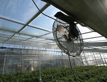 Водна мъгла за охлаждане в оранжерии