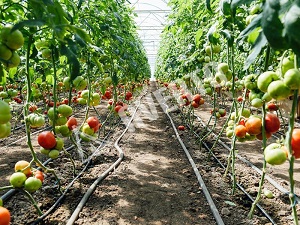 Капково поливане на промишлен домат